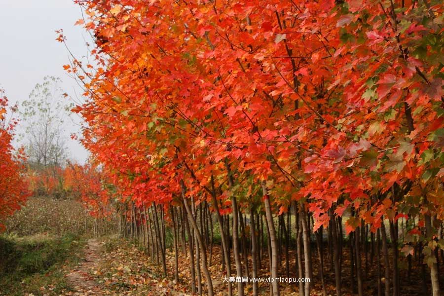 美國(guó)紅楓
