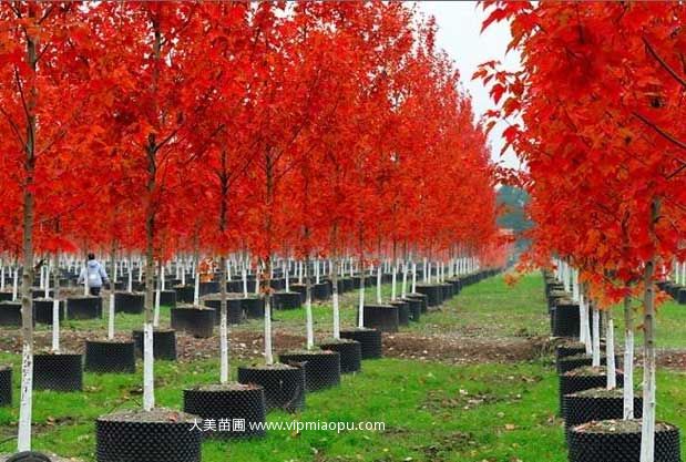 美國(guó)紅楓
