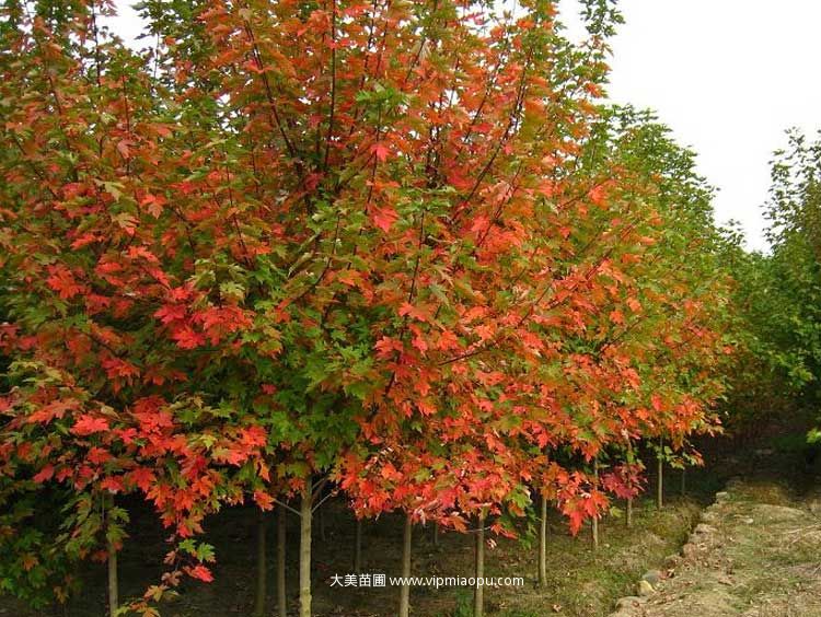 美國(guó)紅楓