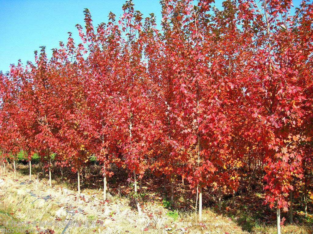 美國(guó)紅楓