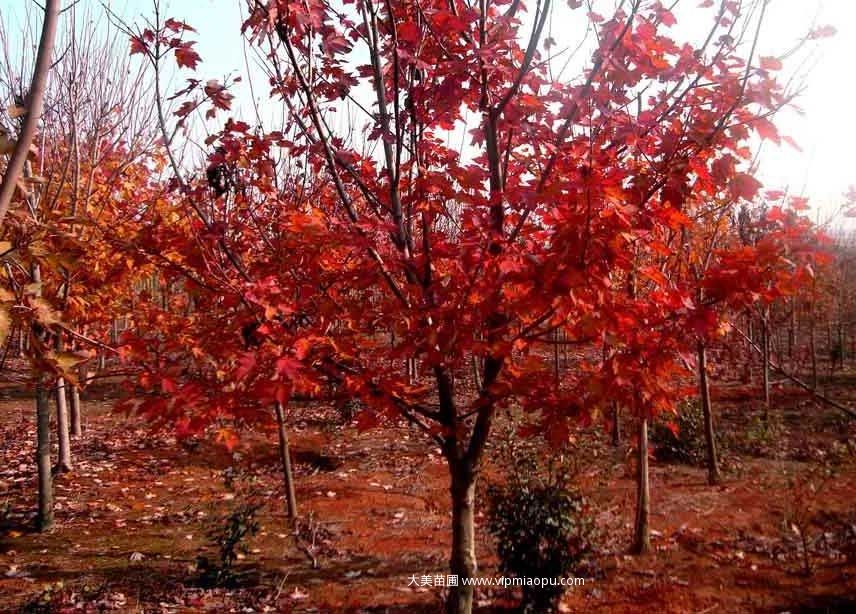 美國(guó)紅楓