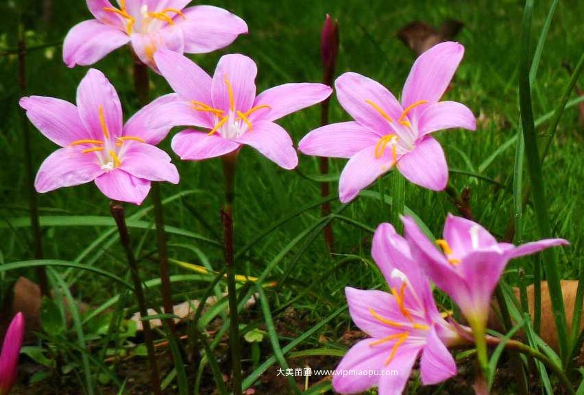 紅花蔥蘭