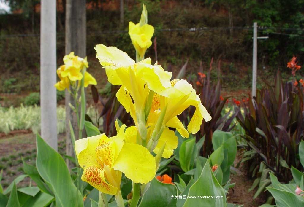 黃花美人(rén)蕉