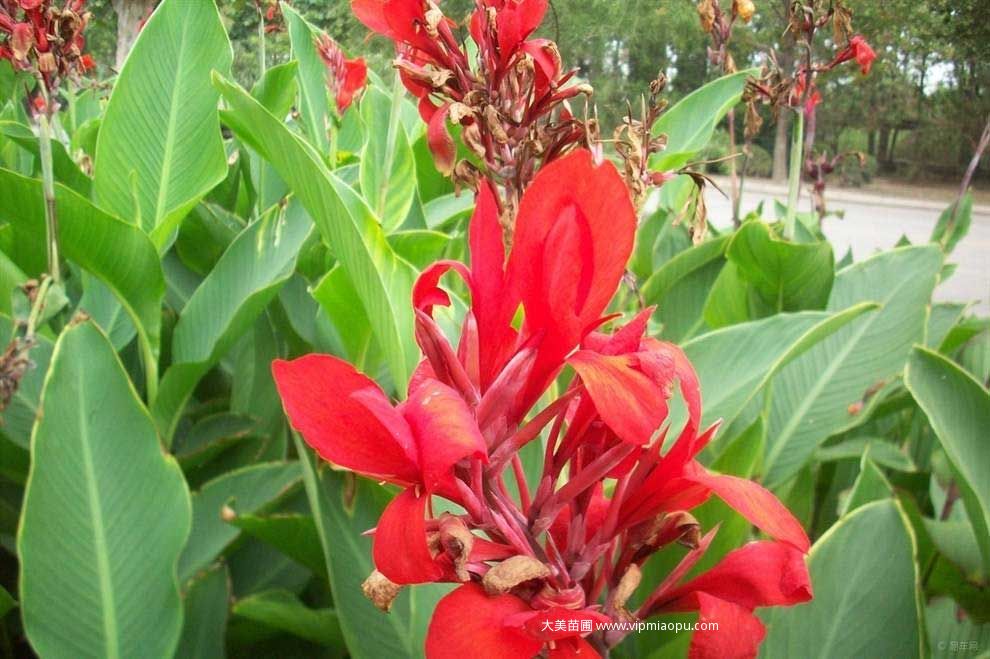 紅花美人(rén)蕉