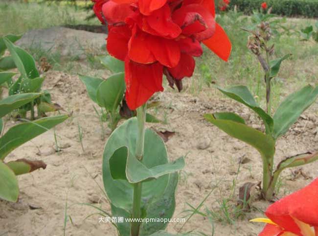 紅花美人(rén)蕉