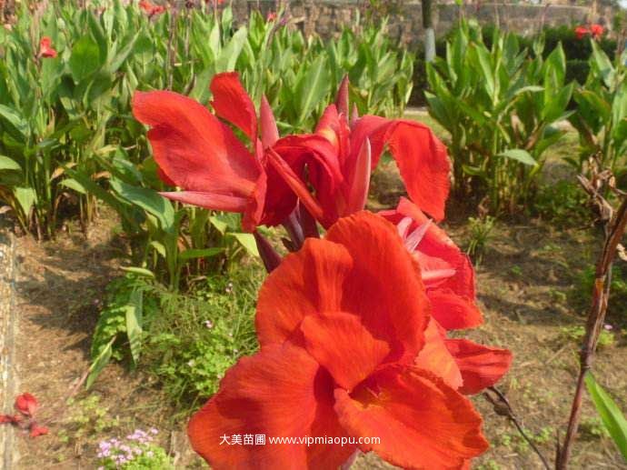 紅花美人(rén)蕉