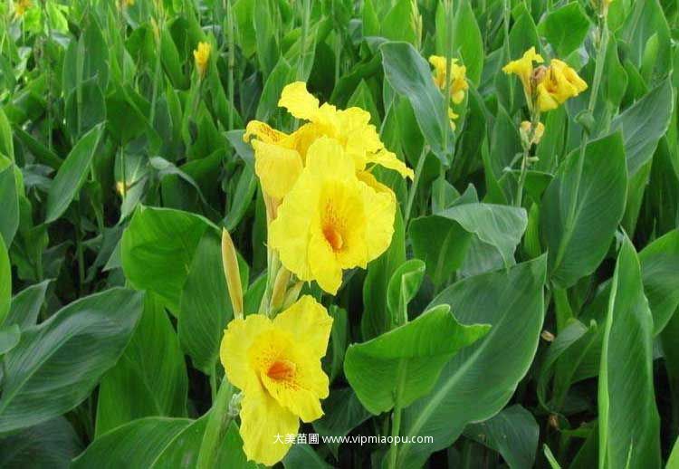大(dà)花美人(rén)蕉