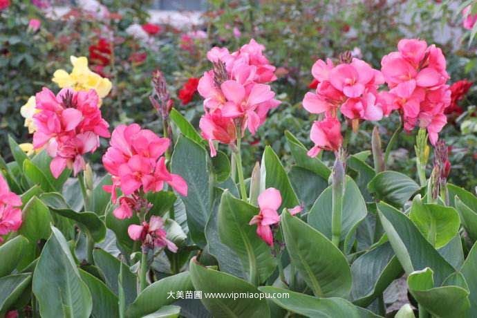大(dà)花美人(rén)蕉