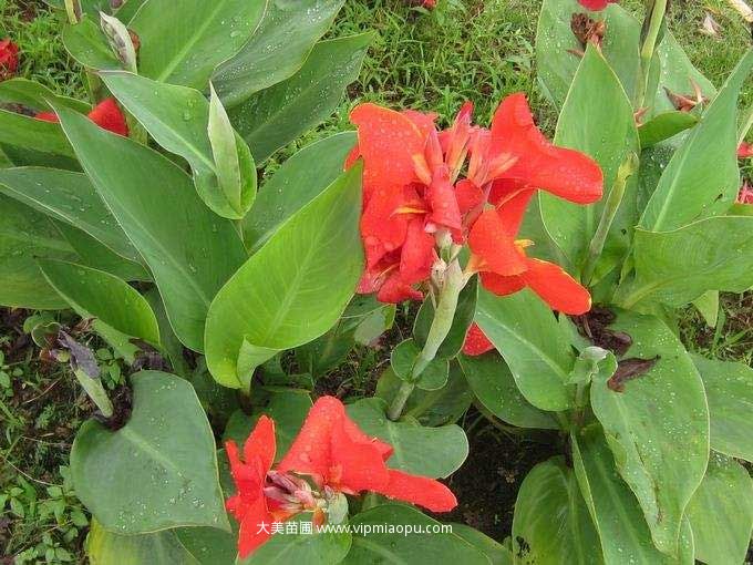 大(dà)花美人(rén)蕉