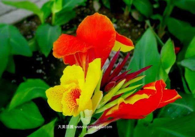鴛鴦美人(rén)蕉