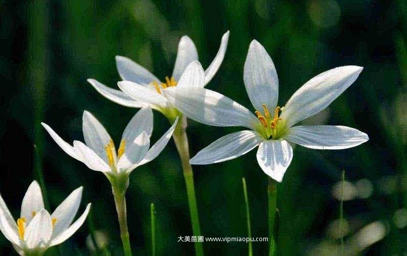白花蔥蘭