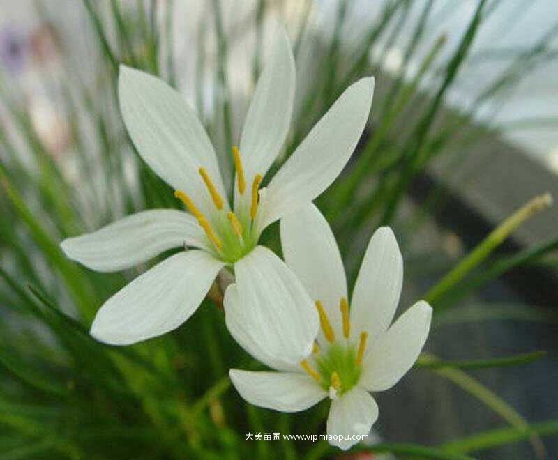 白花蔥蘭