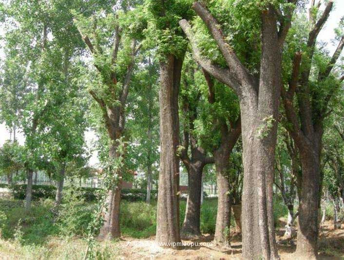 樸樹