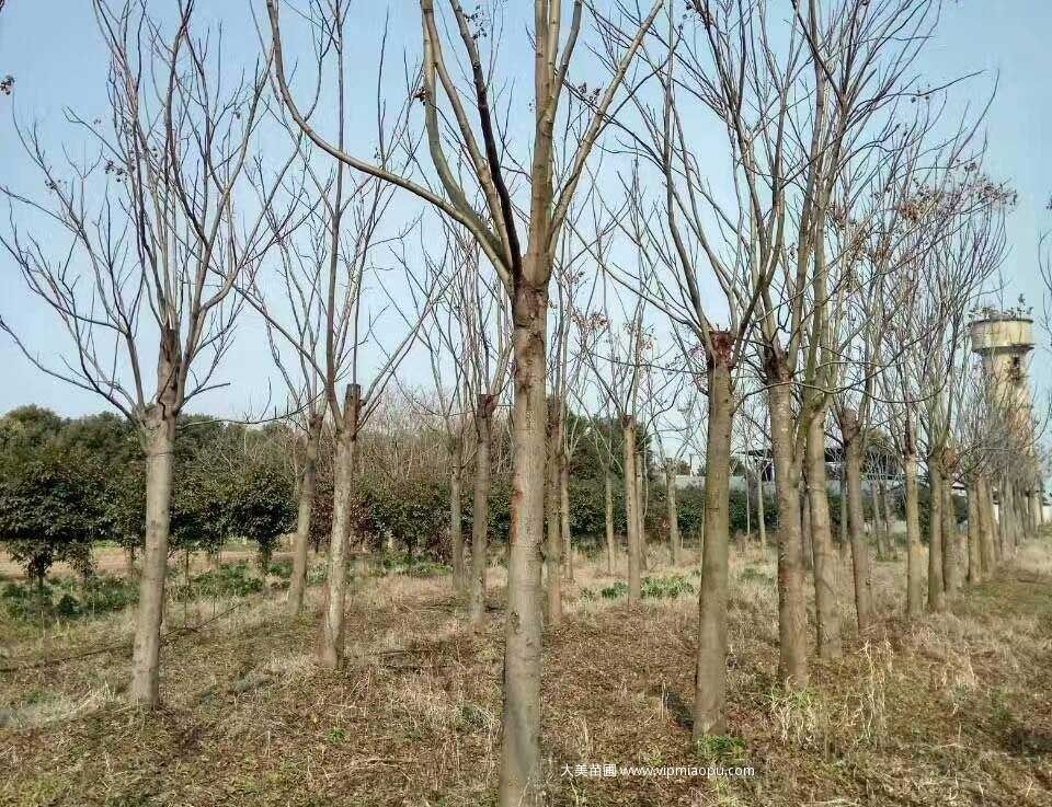 栾樹