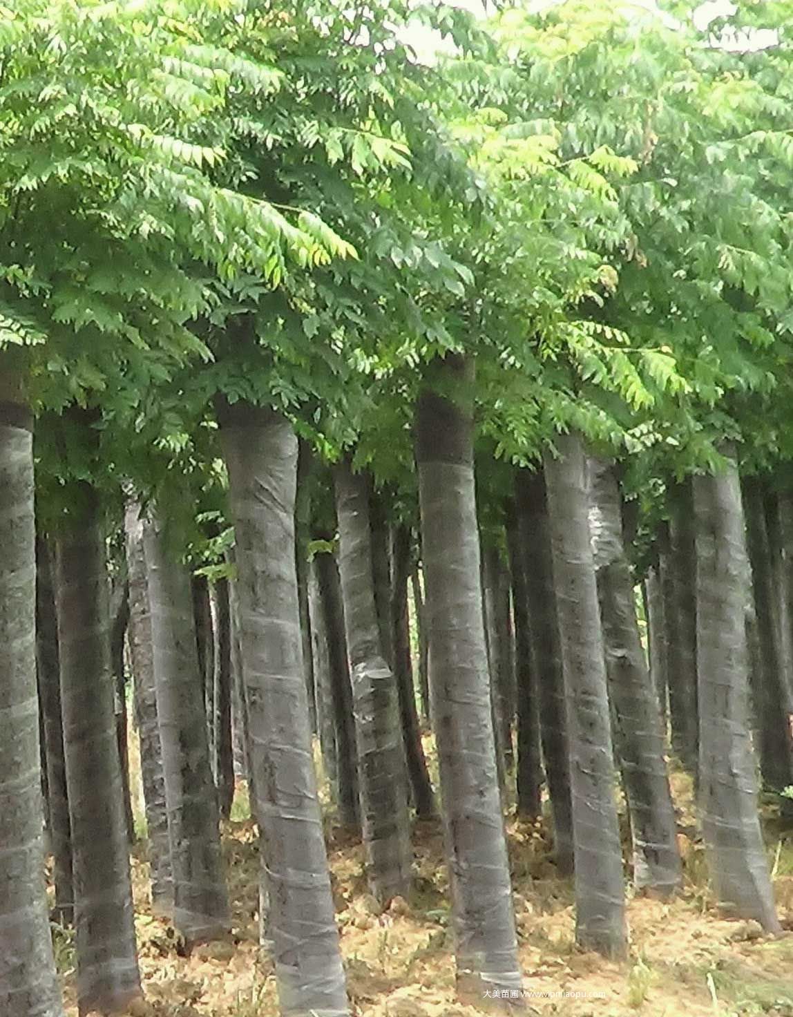 栾樹