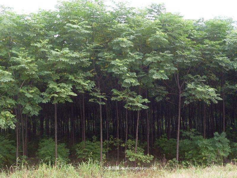 苦楝樹