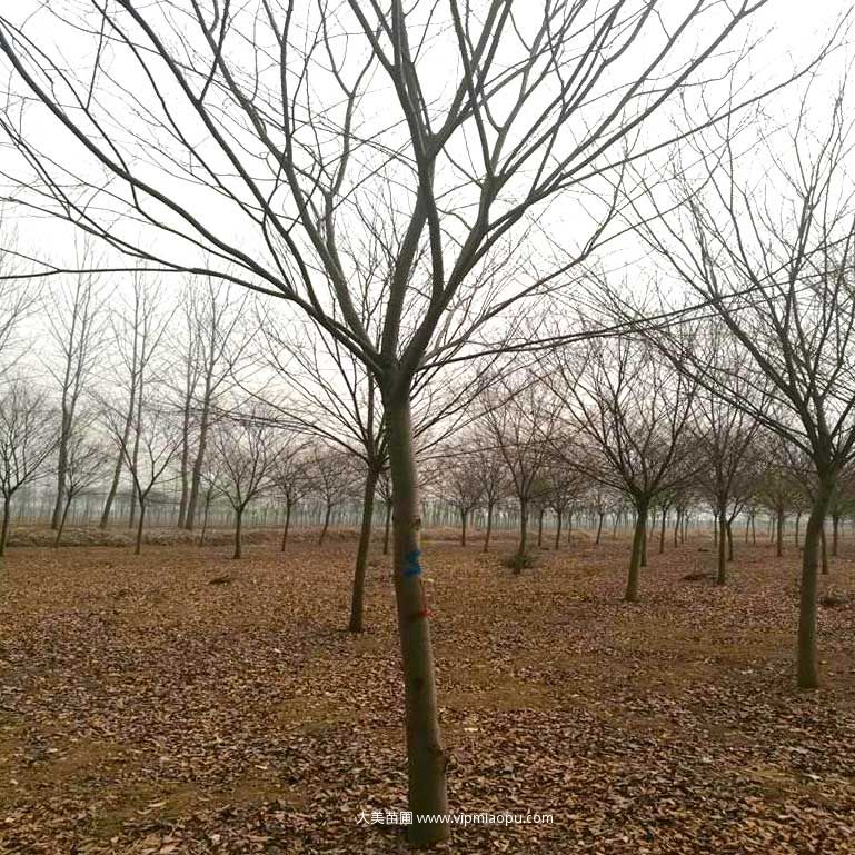紅榉樹