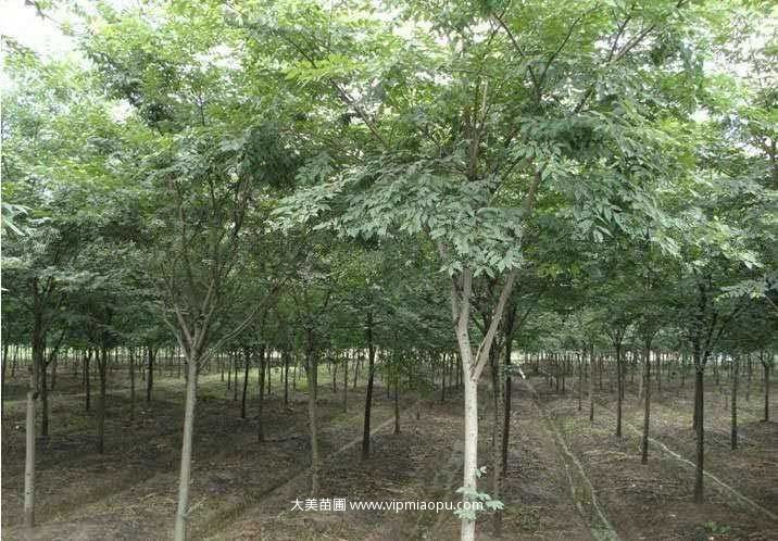 紅榉樹