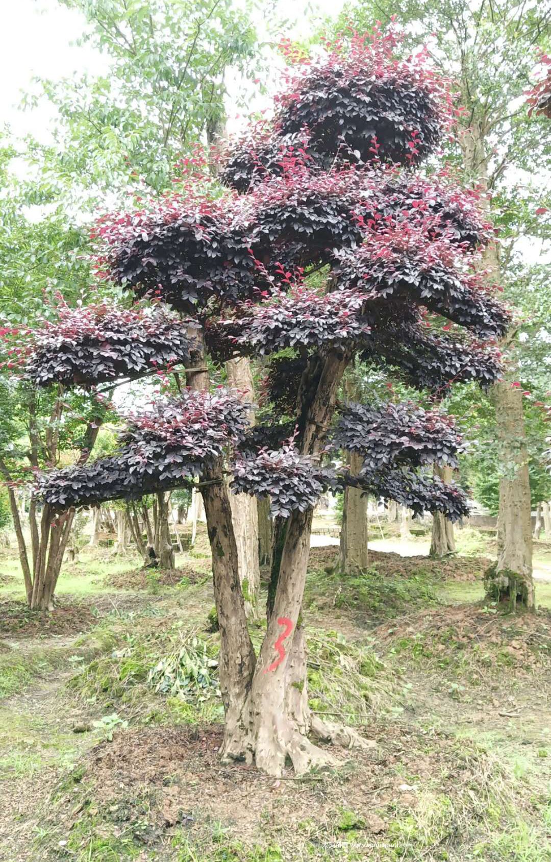造型紅花檵木