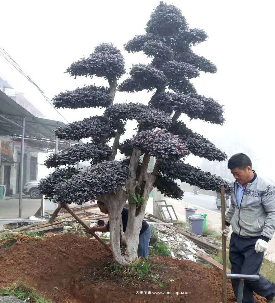 造型紅花檵木