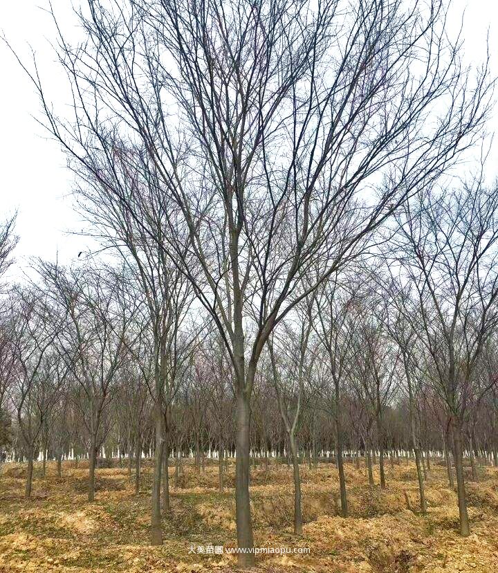 榉樹