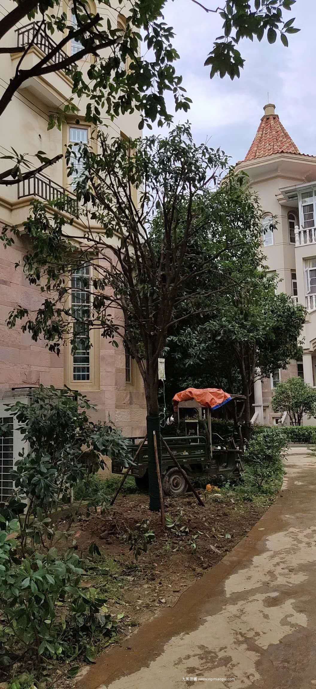 别墅綠化苗木種植施工
