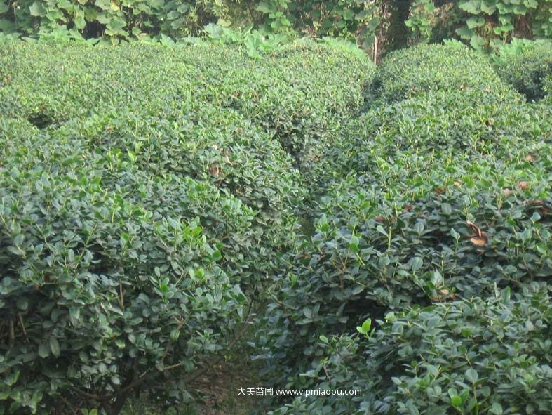 無刺枸骨