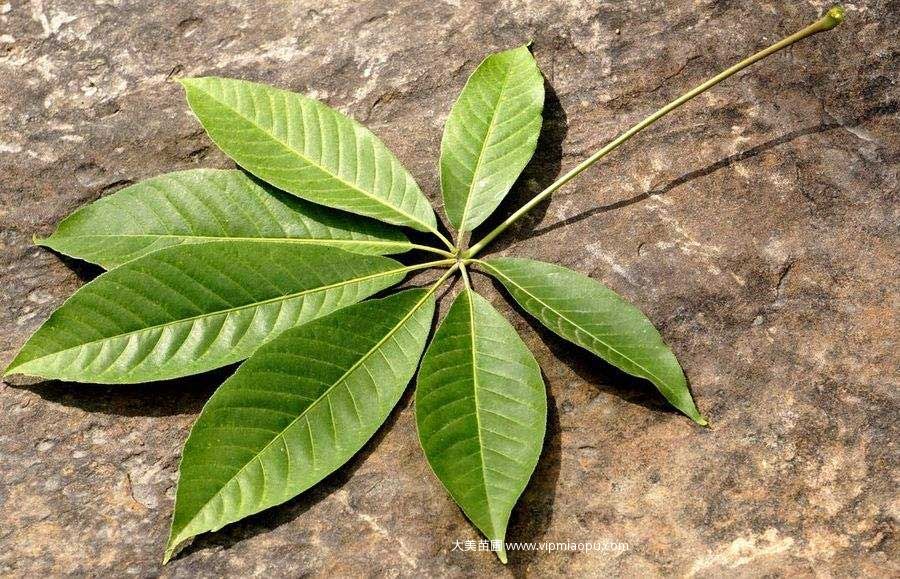 七葉樹
