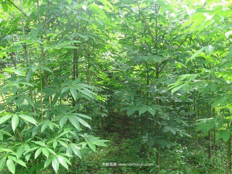 七葉樹