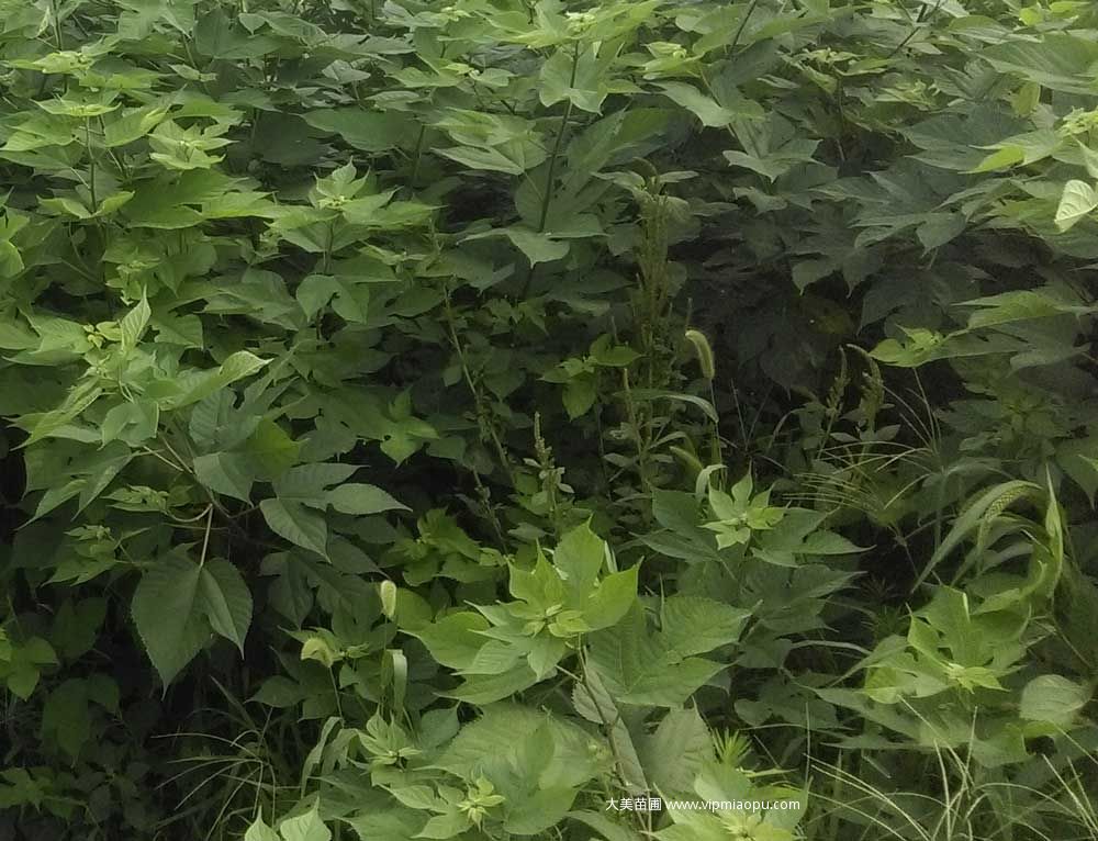 構樹