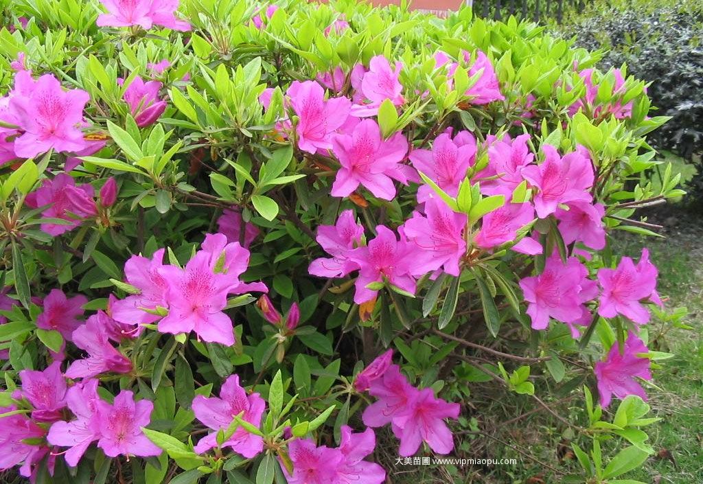 春鵑