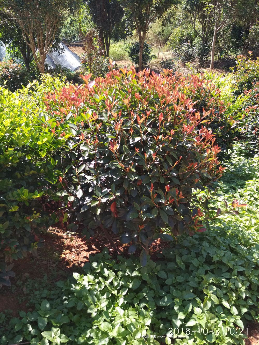 紅葉石楠球