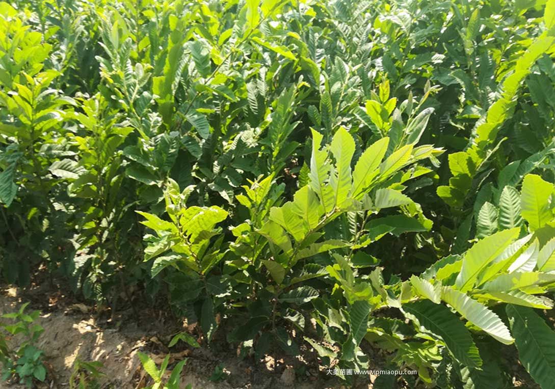 闆栗樹