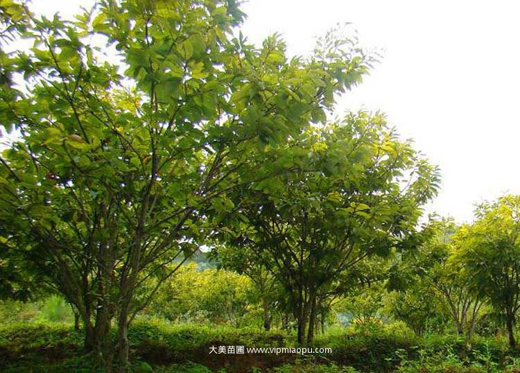 闆栗樹