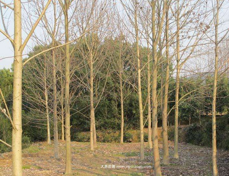 鵝掌楸
