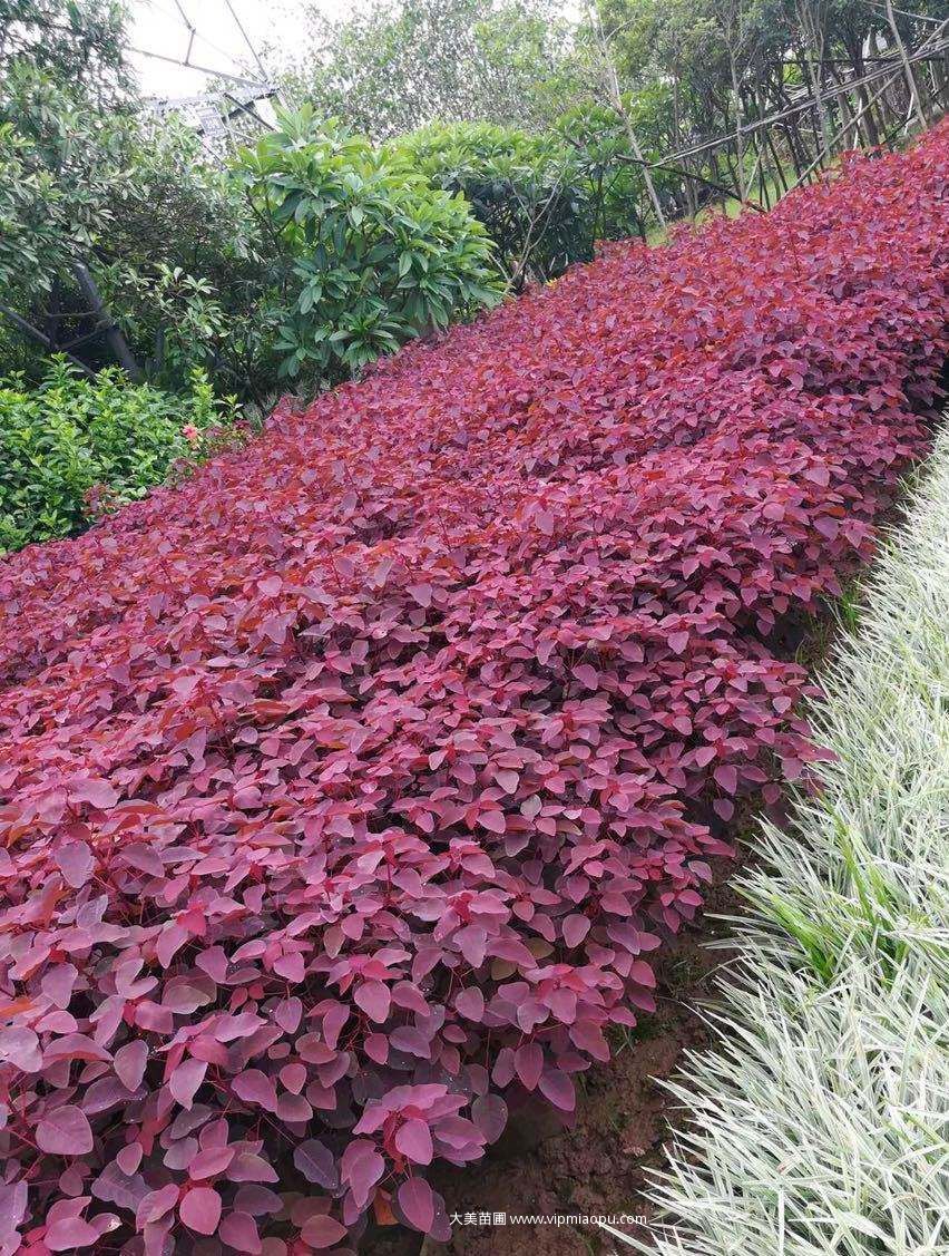 紅烏桕
