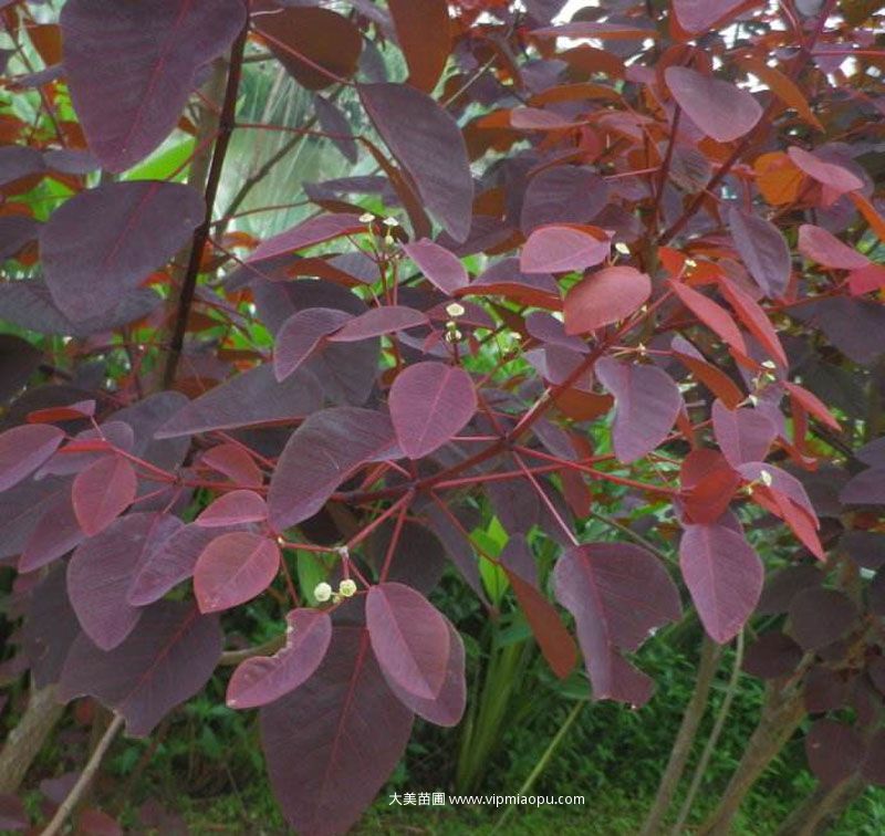 紅葉烏桕
