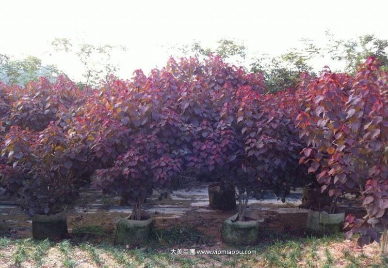 紅葉烏桕
