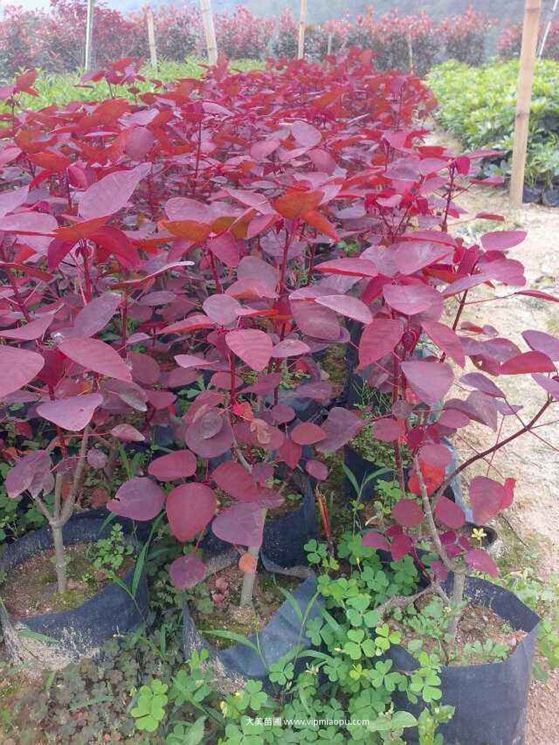 紅葉烏桕