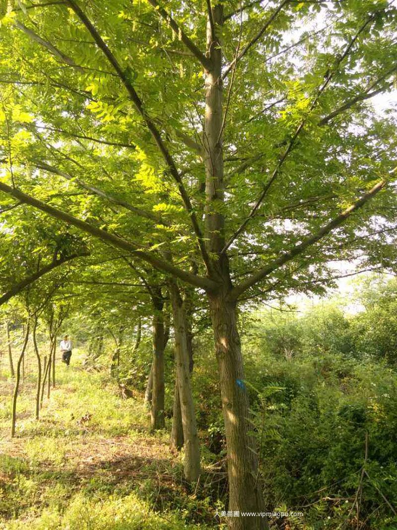 燕子(zǐ)樹