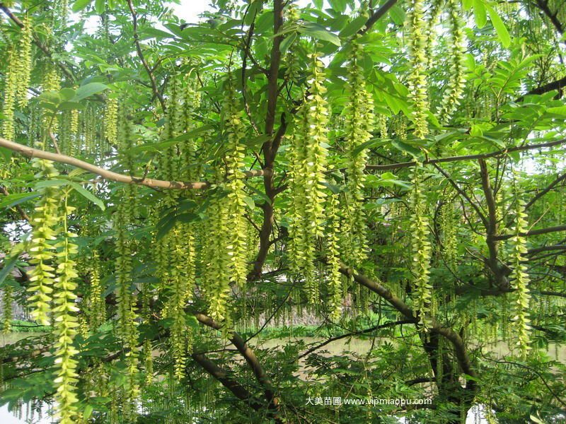 燕子(zǐ)樹