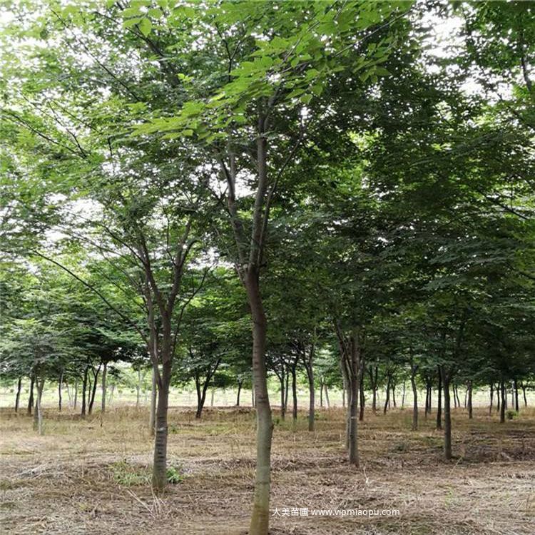 小葉榉