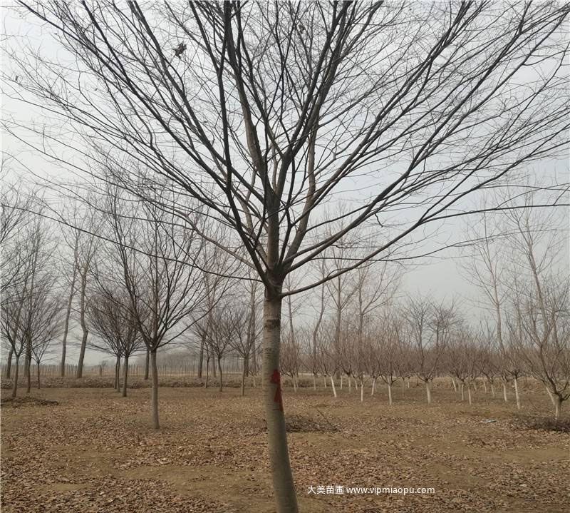 小葉榉