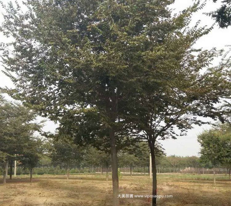 大(dà)葉榉樹
