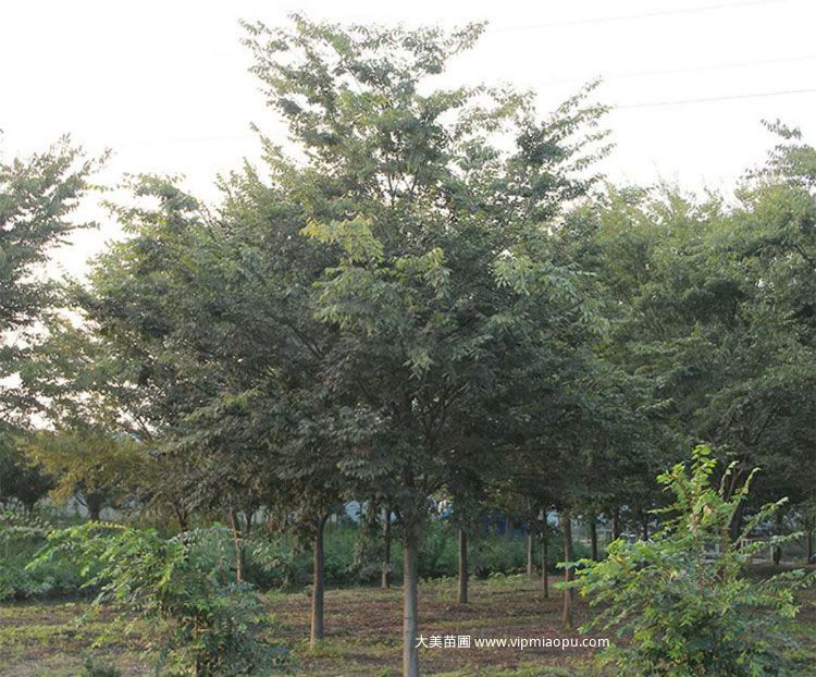 大(dà)葉榉樹