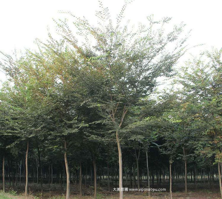大(dà)葉榉樹