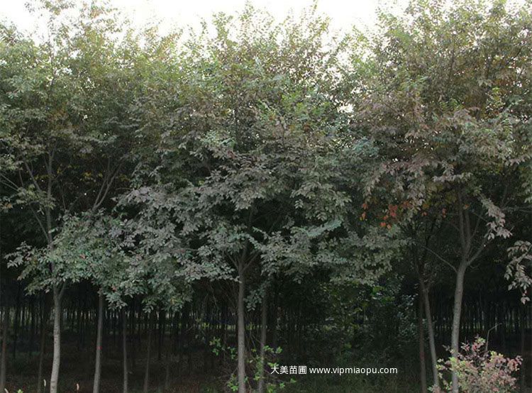 大(dà)葉榉樹