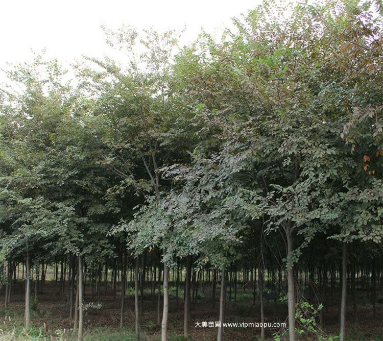 大(dà)葉榉樹