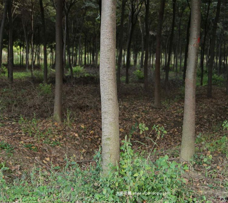 大(dà)葉榉樹