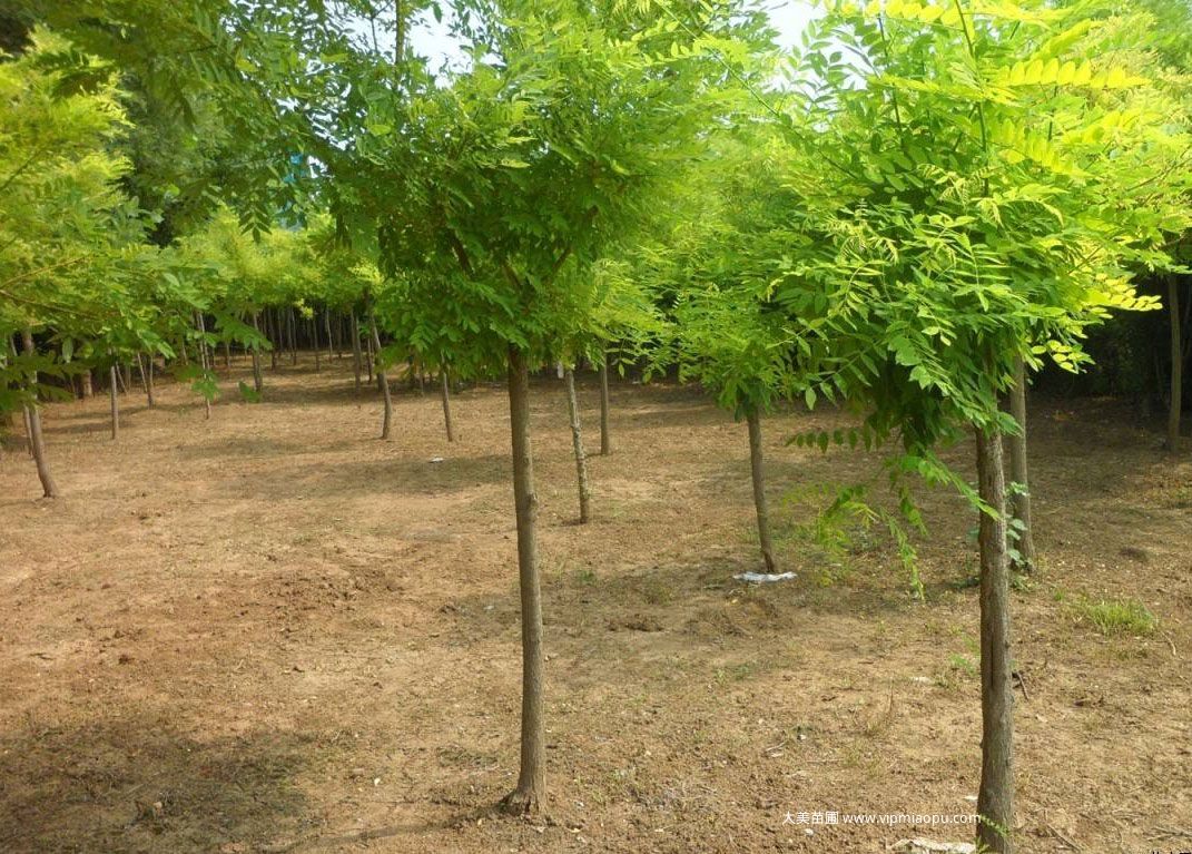 金枝國(guó)槐